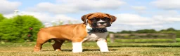 Boxer dogs for sale: Blane - Ad 7