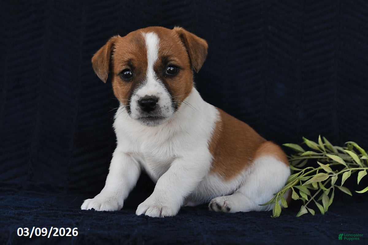 Jack Russell Terrier dogs Wade - Ad 1