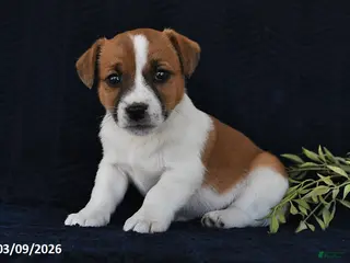 Jack Russell Terrier dogs for sale: Wade - Ad 3