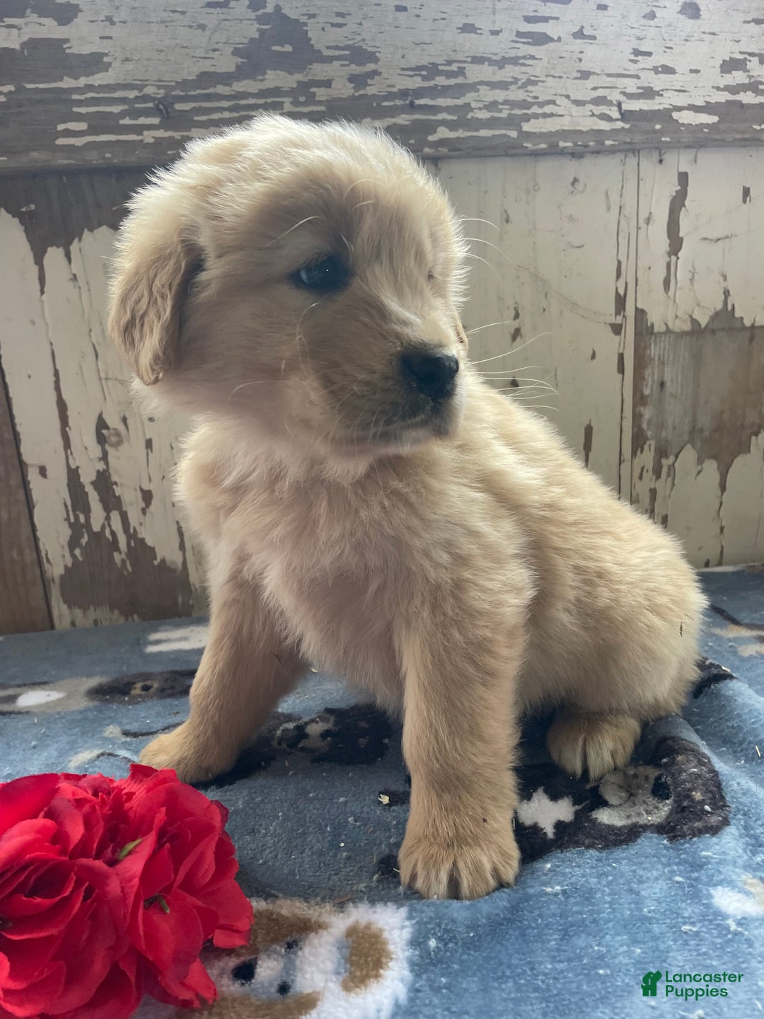 Mixed Breed dogs for sale: Maverick - Ad 3