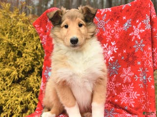 Collie dogs Izzy - Ad 2