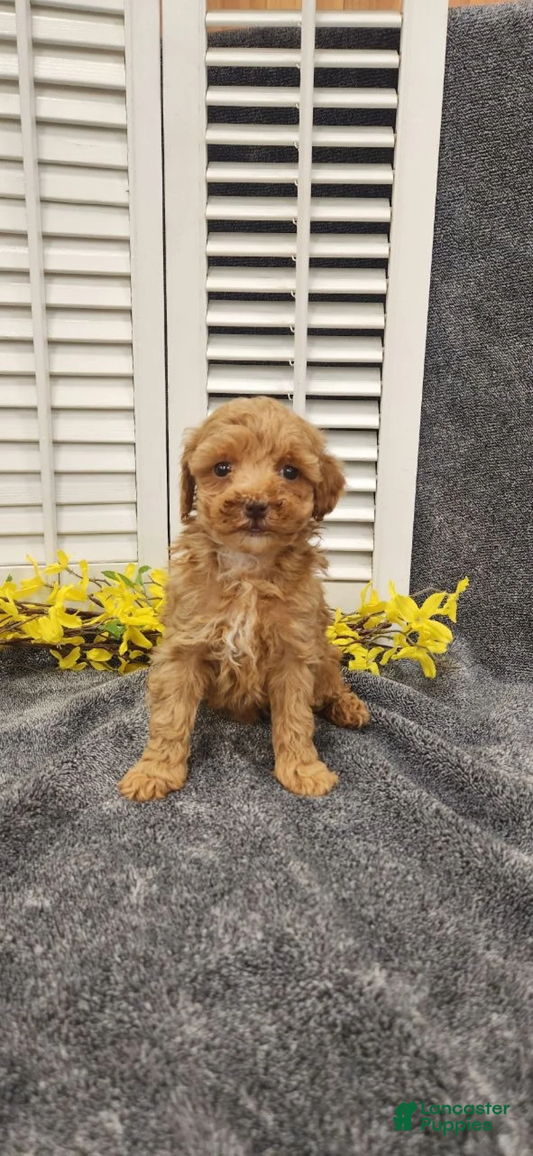 Miniature Poodle dogs for sale: Linny - Ad 2