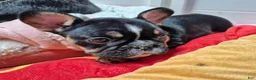 French Bulldog dogs for sale: French Bulldog 3 - Ad 3