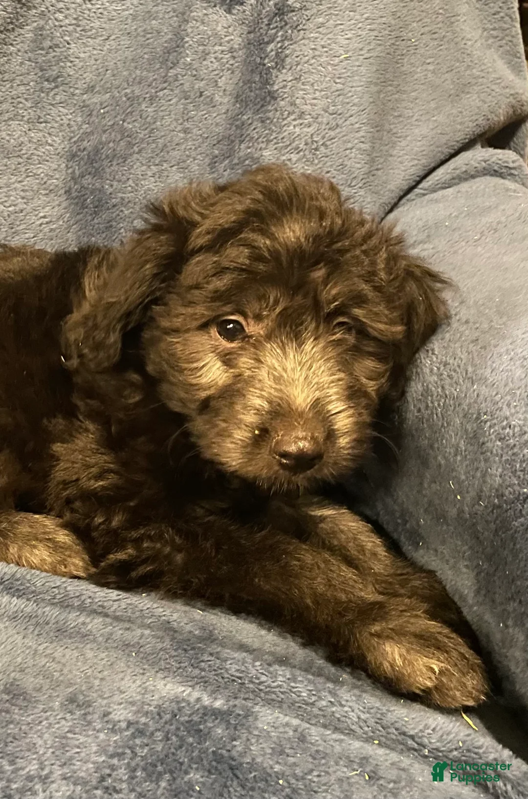 Mixed Breed dogs for sale: Hazel - Ad 2