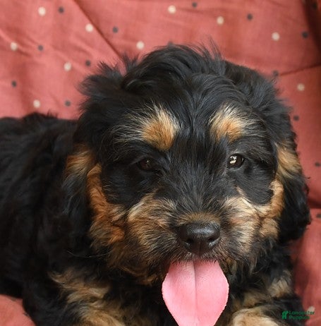 Mini Bernedoodle dogs Mac   - Ad 2