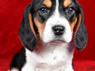 Beagle dogs for sale: Sheila - Ad 3