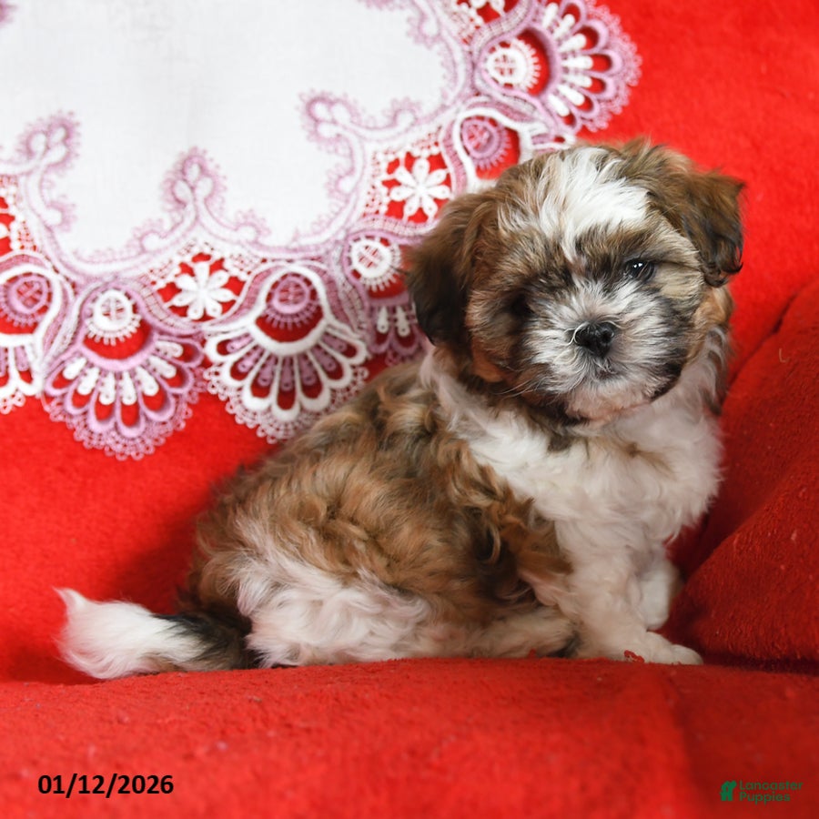 Shih Tzu dogs Yoyo - Ad 6