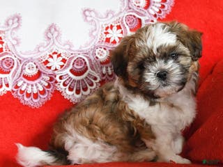 Shih Tzu dogs Yoyo - Ad 6