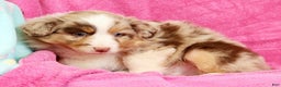 Miniature Australian Shepherd dogs for sale: Duke - Ad 8