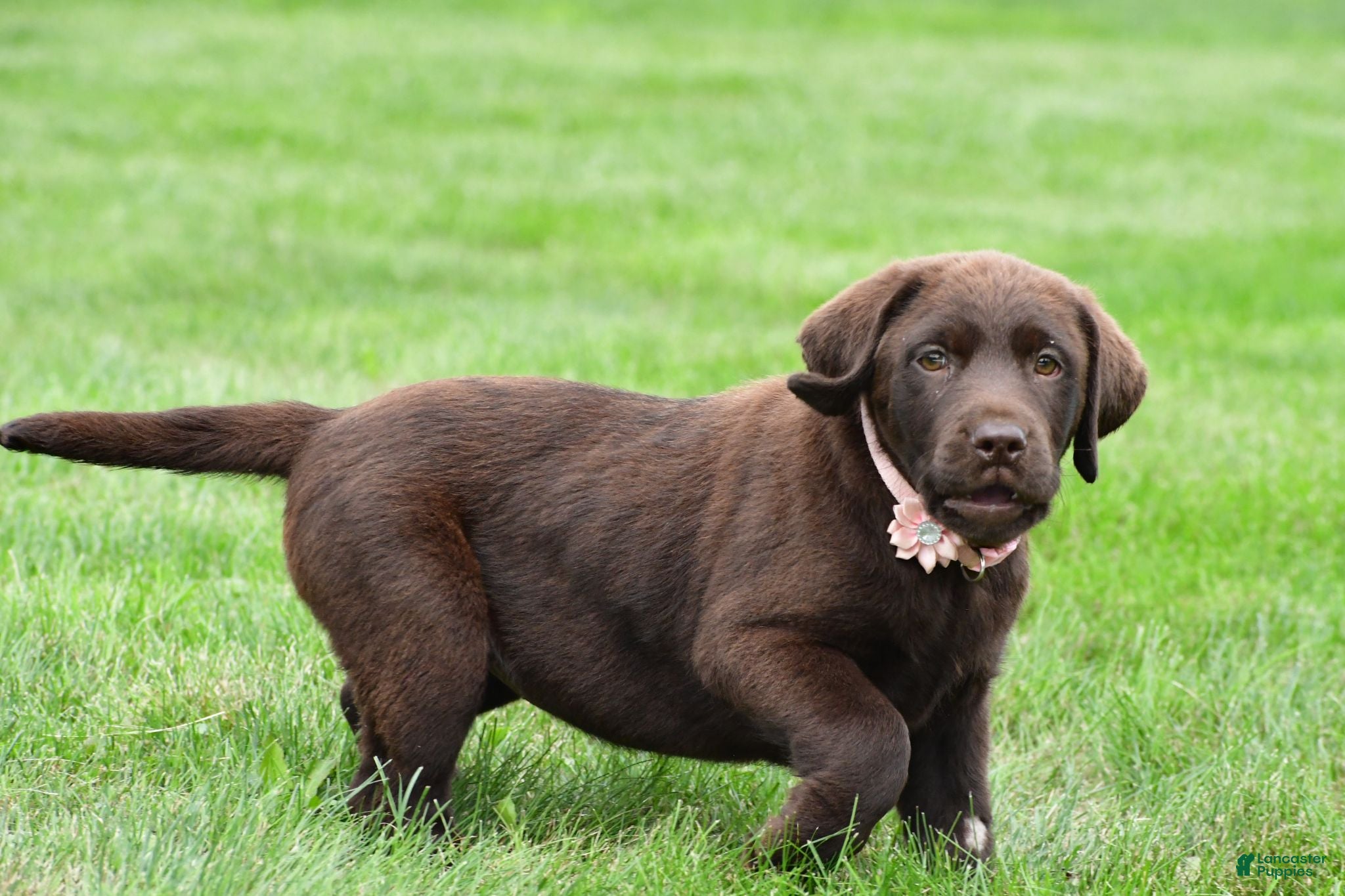 Labrador Retriever dogs Roxy - Ad 2