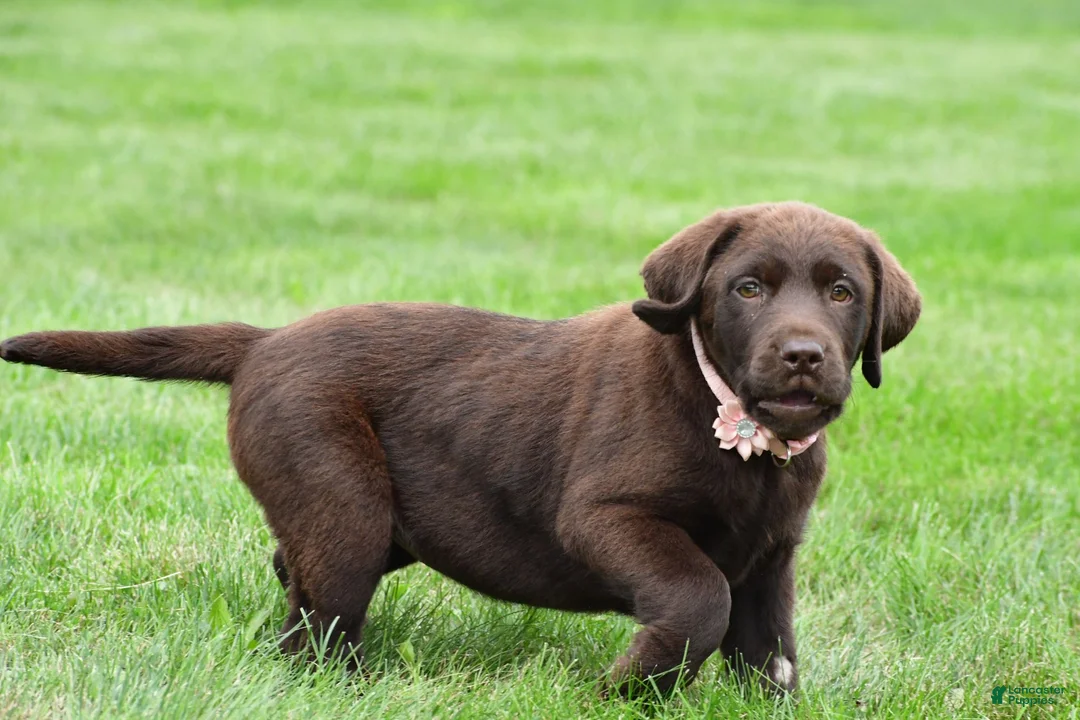 Labrador Retriever dogs for sale: Roxy - Ad 2