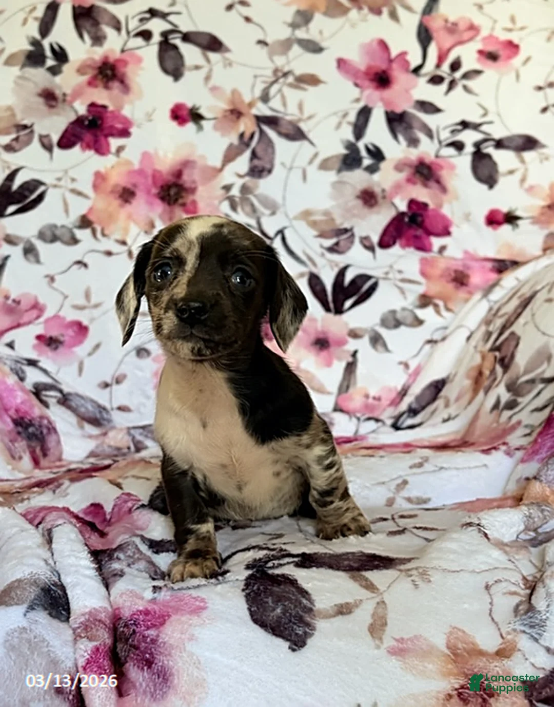 Miniature Dachshund dogs for sale: Jess - Ad 1