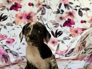 Miniature Dachshund dogs for sale: Jess - Ad 1