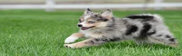 Pomsky dogs for sale: boe - Ad 4