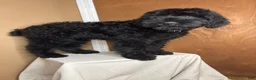 Giant Schnauzer dogs for sale: Tuna - Ad 6