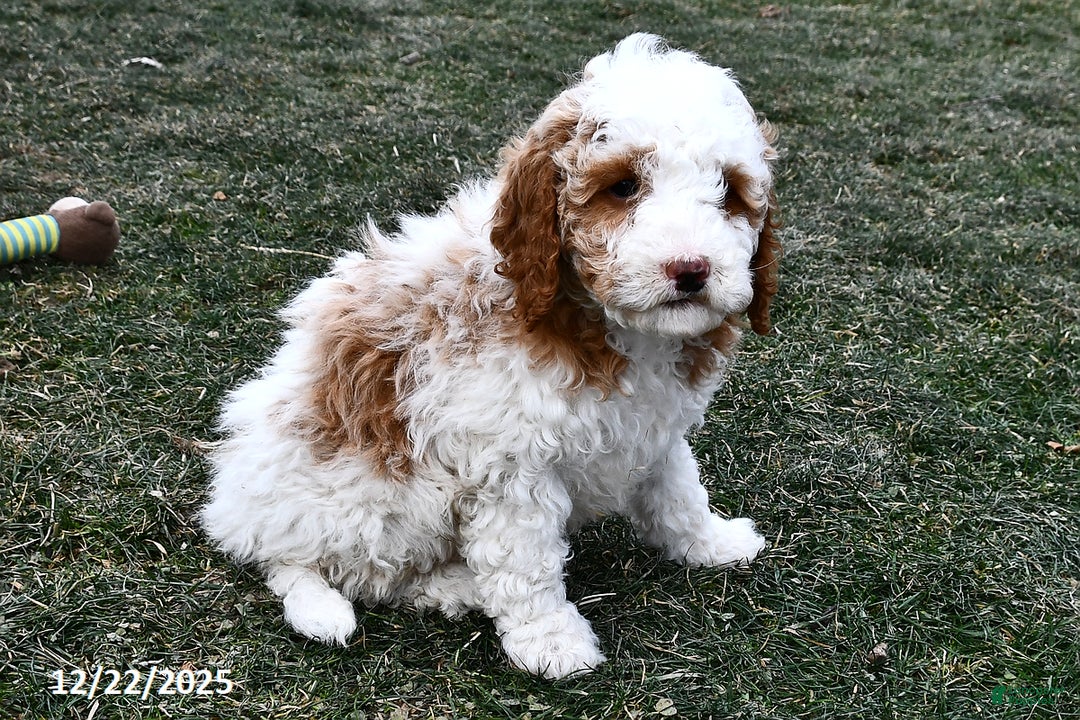 Mini Goldendoodle dogs for sale: Crystal - Ad 5