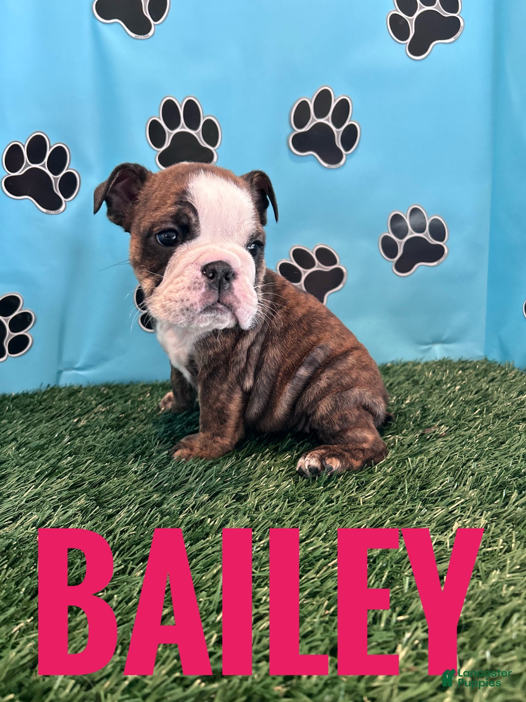 English Bulldog dogs for sale: BAILEY - Ad 7