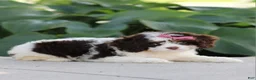 Cavapoo dogs for sale: Dana - Ad 4