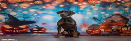 Doberman Pinscher dogs for sale: Upcoming Doberman Litter - Ad 1