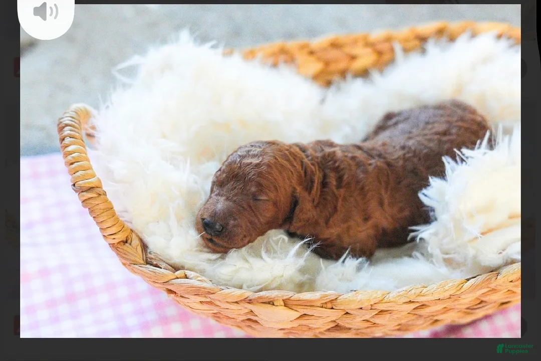 Standard Poodle dogs for sale: Standard Poodle 6 - Ad 1