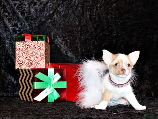 Chihuahua dogs Zadie - Ad 18