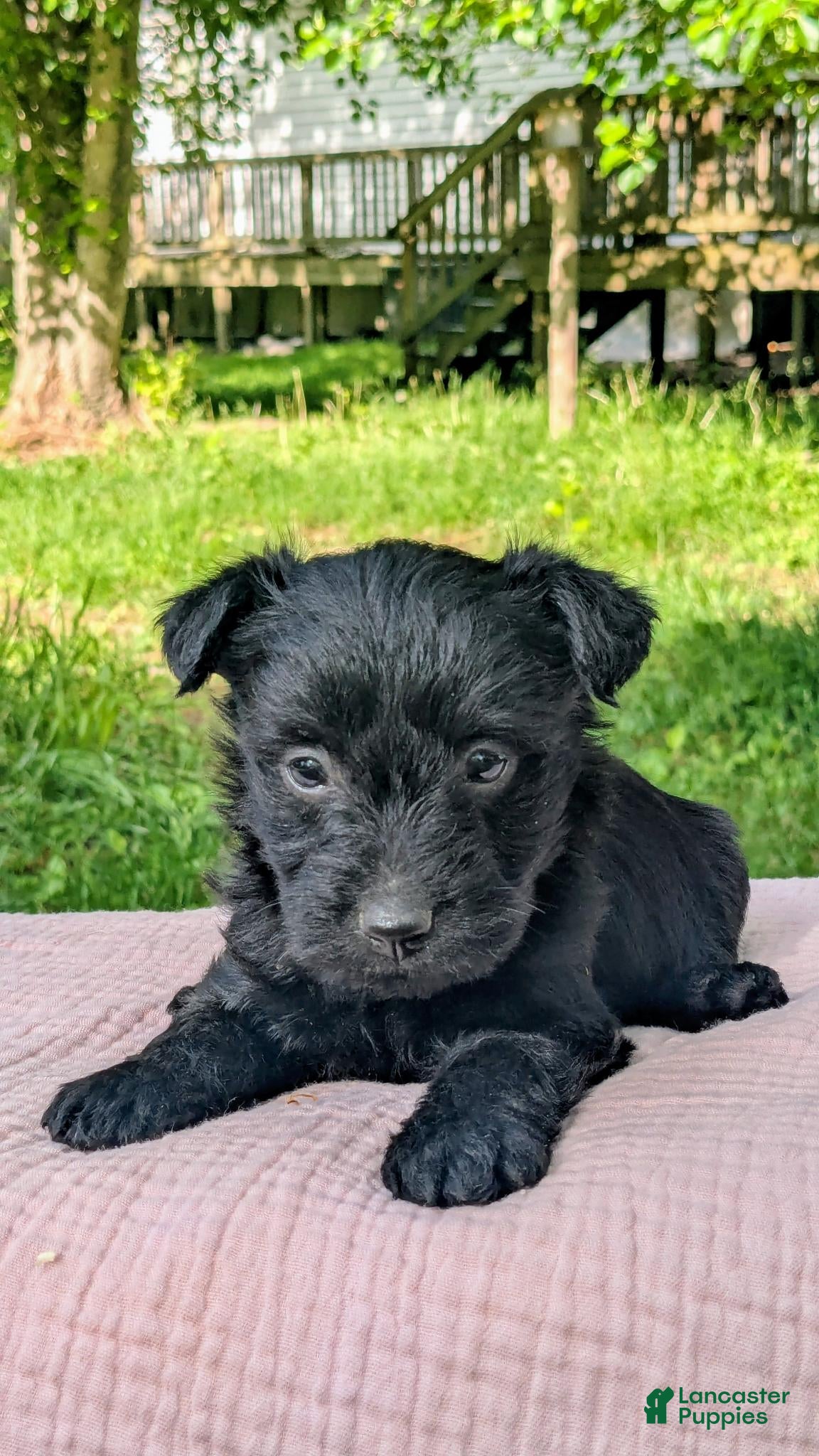 Mixed Breed dogs Nova - Ad 1