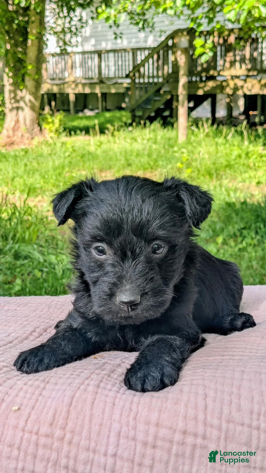 Mixed Breed dogs for sale: Nova - Ad 1