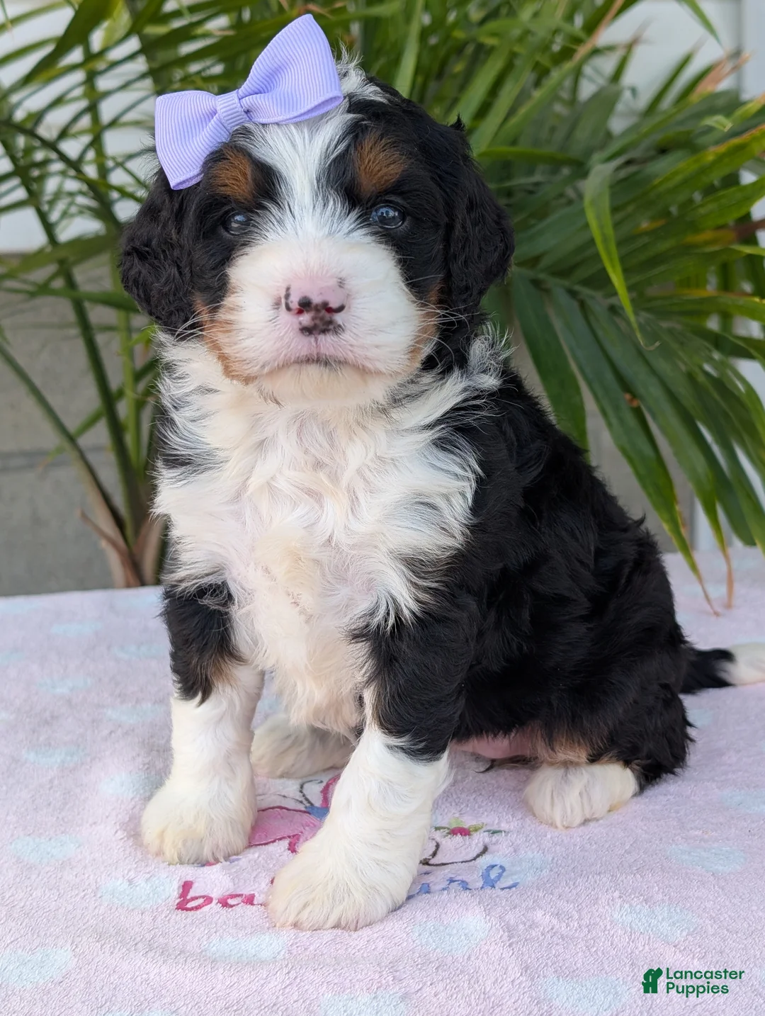 Mini Bernedoodle dogs for sale: Mini Sadie  - Ad 1