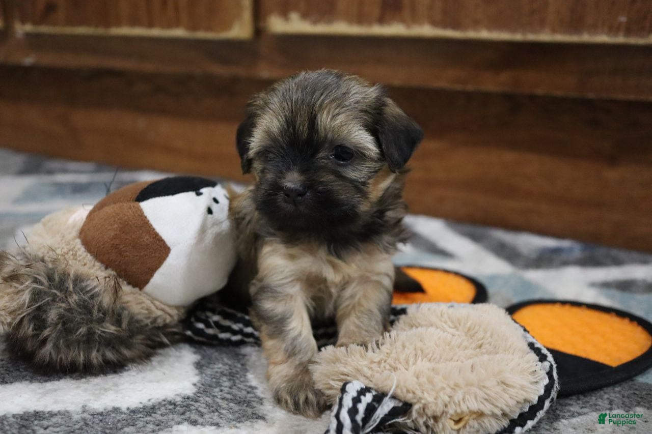 Havanese dogs Honey - Ad 14