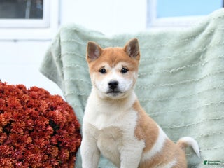 Shiba Inu dogs - Ad 2