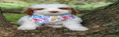 Sneezy