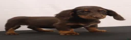 Dachshund dogs for sale: mandy - Ad 5