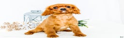 Cavalier King Charles Spaniel dogs for sale: Tiny Tim - Ad 4