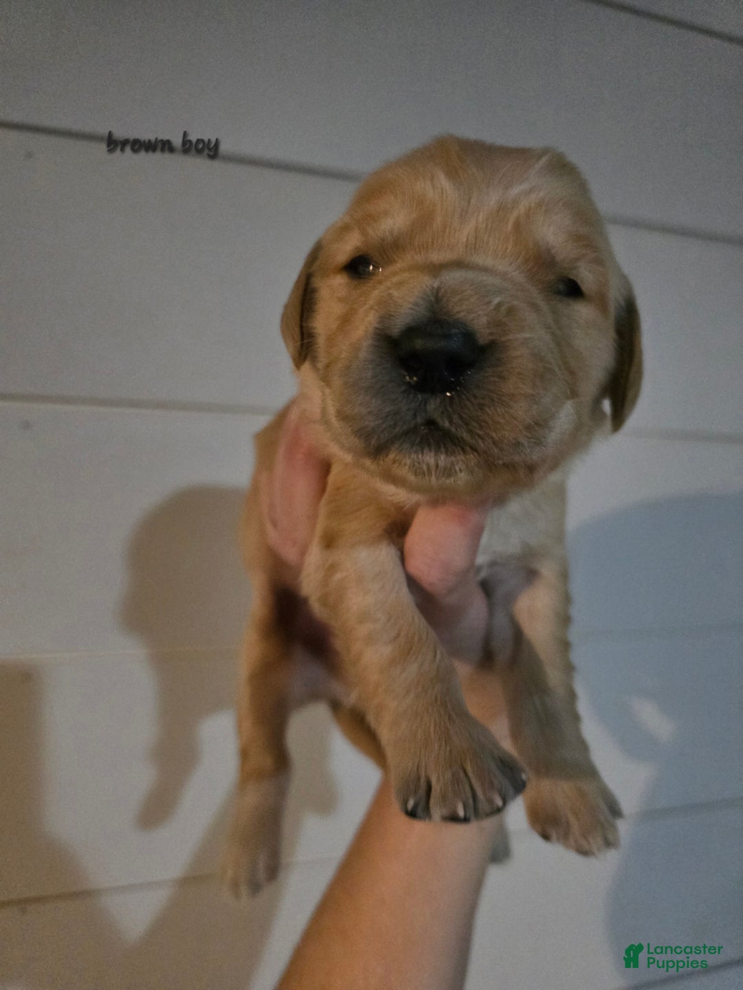 Golden Retriever dogs for sale: Golden Retriever Puppy 1 - Ad 3