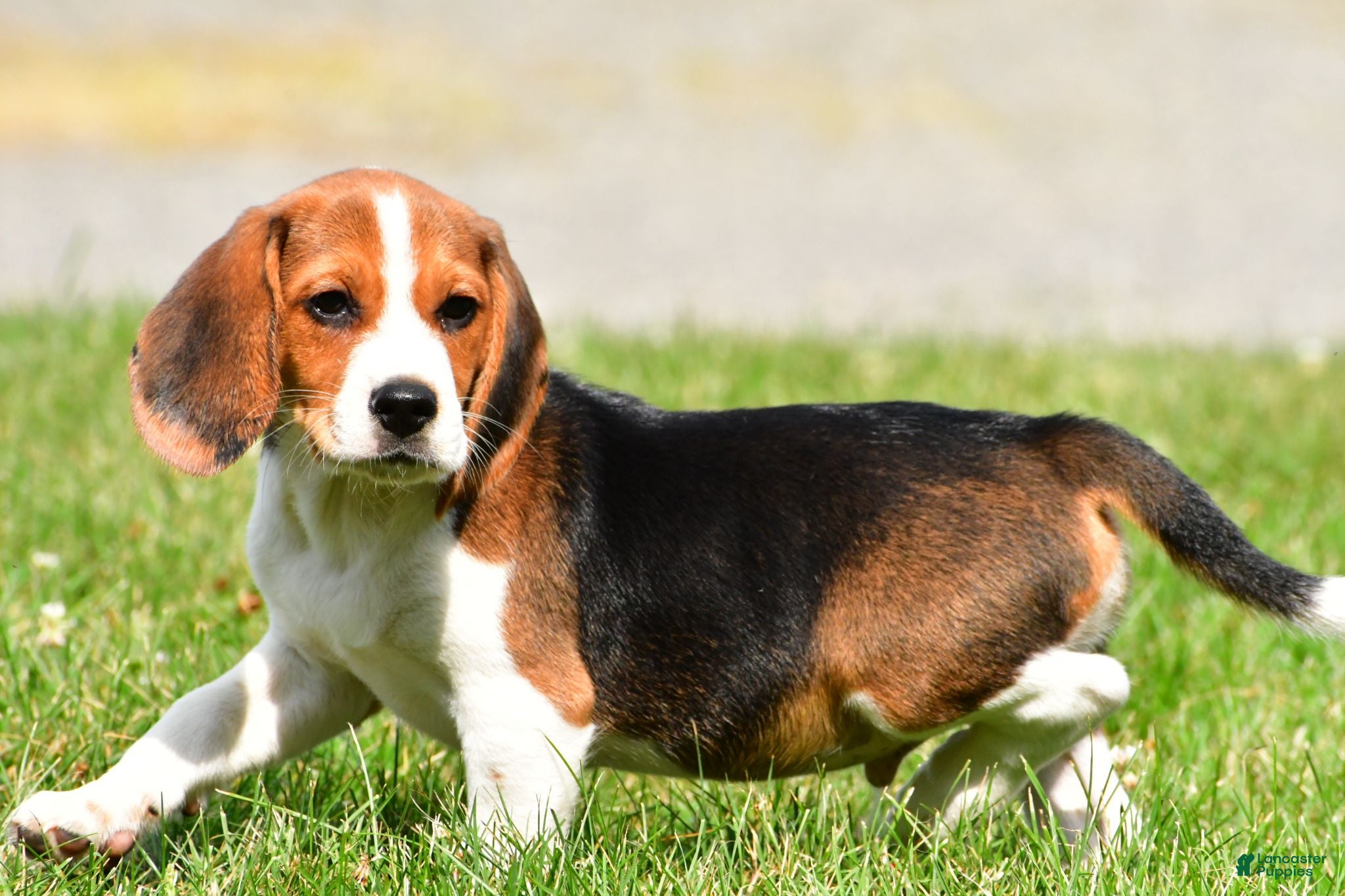 Beagle dogs Milo - Ad 2