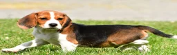 Beagle dogs for sale: Milo - Ad 2