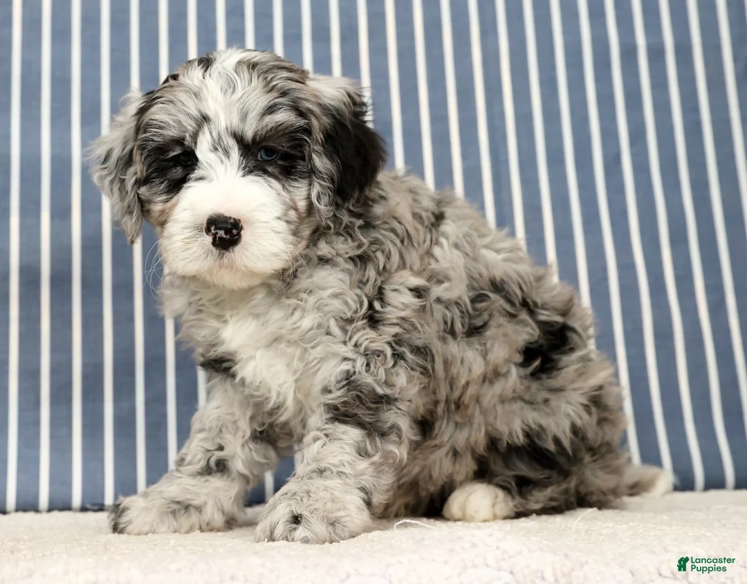 Mini Bernedoodle dogs for sale: Tannor - Ad 6