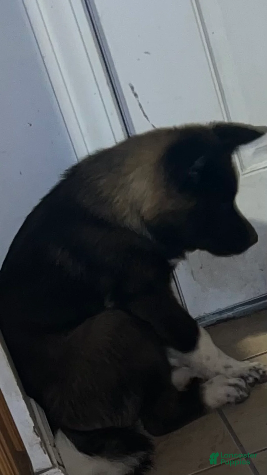 Akita dogs for sale: Kobe - Ad 2
