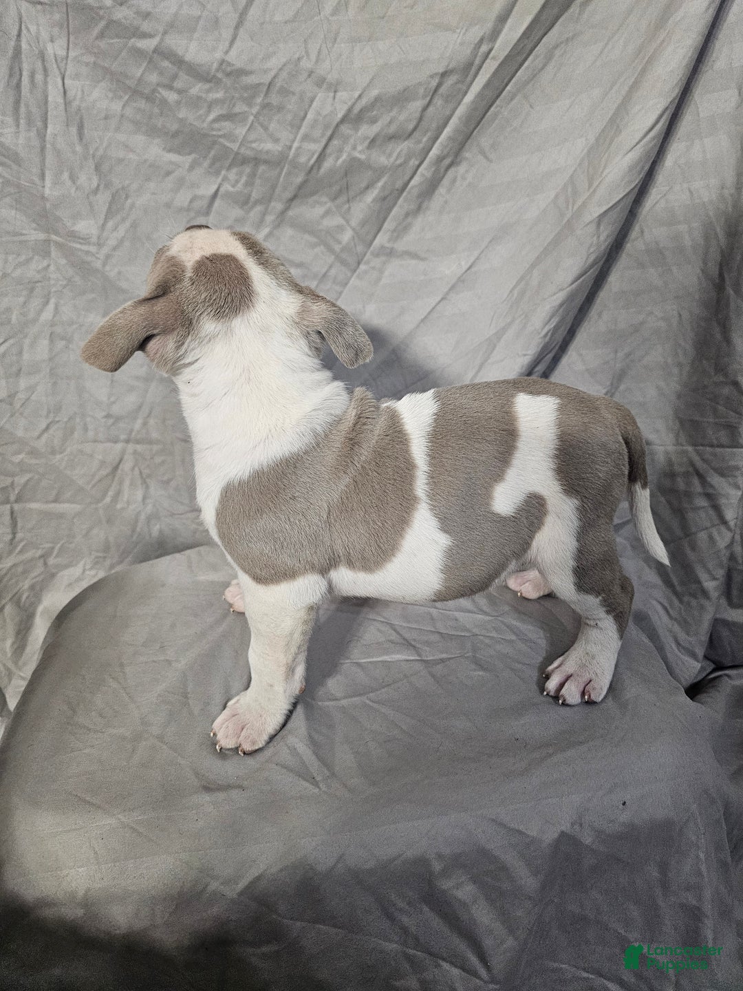 American Bully dogs for sale: Bruiser - Lilac Pied - Ad 11