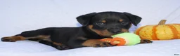 Rottweiler dogs for sale: Thunder  - Ad 2