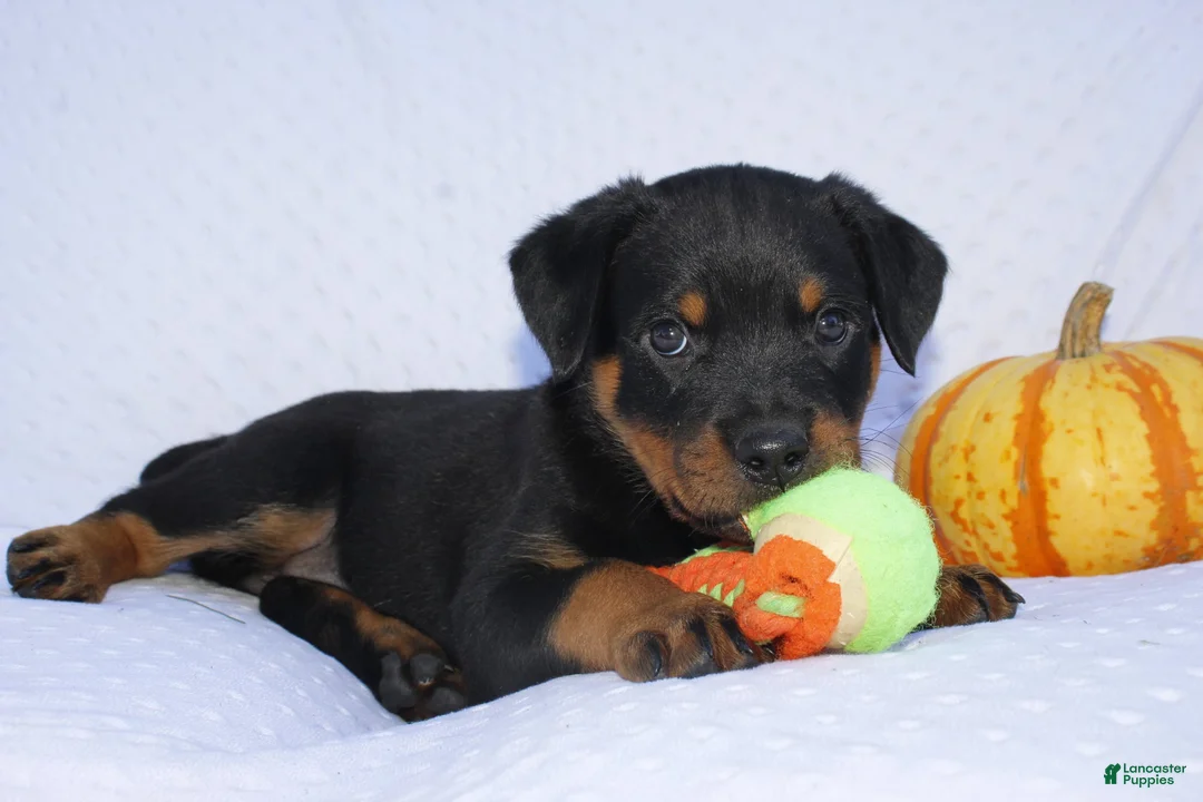 Rottweiler dogs for sale: Thunder  - Ad 2
