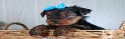 Yorkshire Terrier dogs for sale: CHARLIE - Ad 15