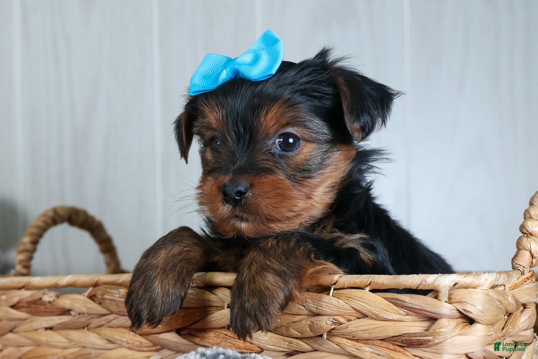 Yorkshire Terrier dogs for sale: CHARLIE - Ad 15