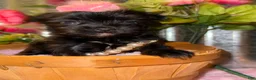Yorkshire Terrier dogs for sale: Yorkshire Terrier Puppy 4 - Ad 1