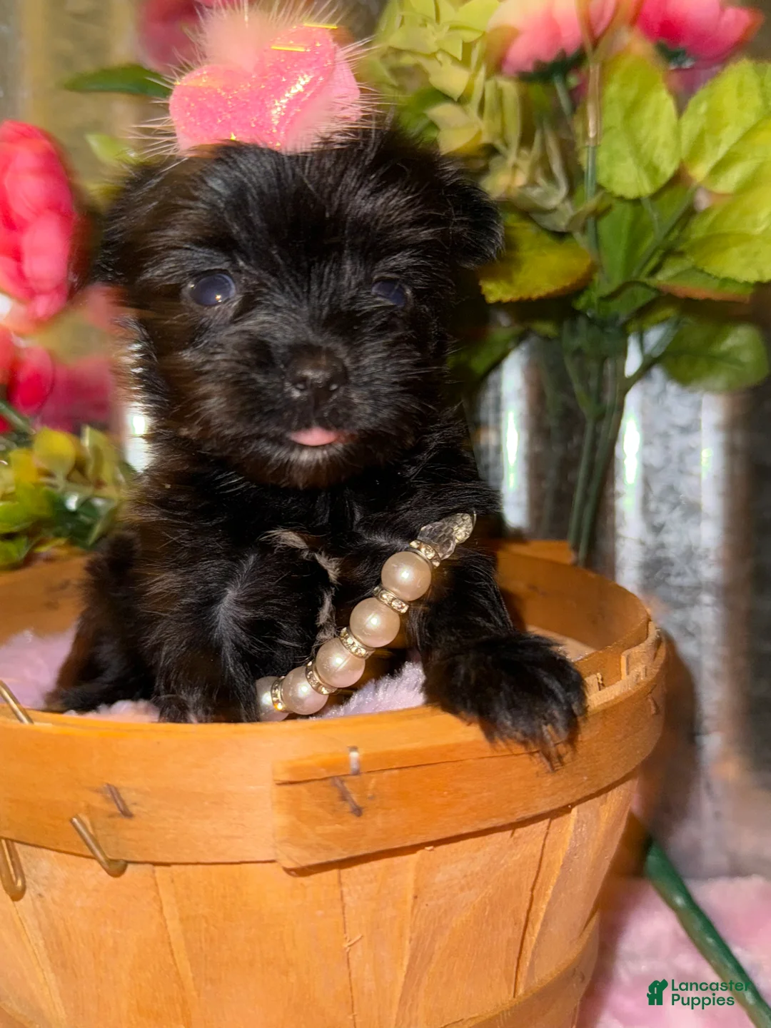 Yorkshire Terrier dogs for sale: Yorkshire Terrier Puppy 4 - Ad 1