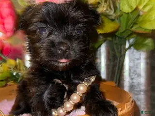 Yorkshire Terrier dogs for sale: Yorkshire Terrier Puppy 4 - Ad 3