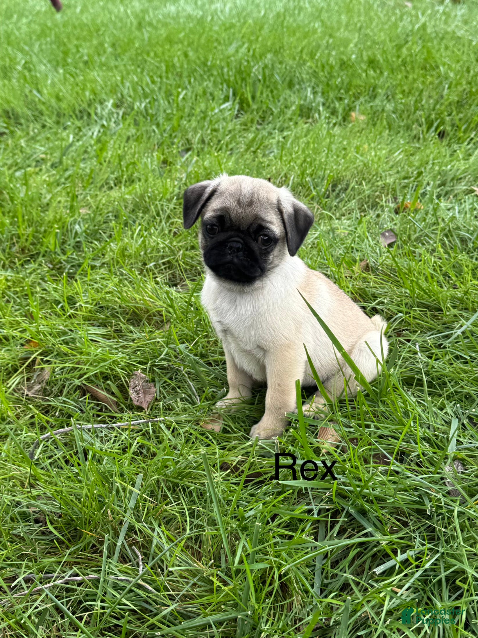 Pug dogs for sale: AKC, Rex - Ad 1