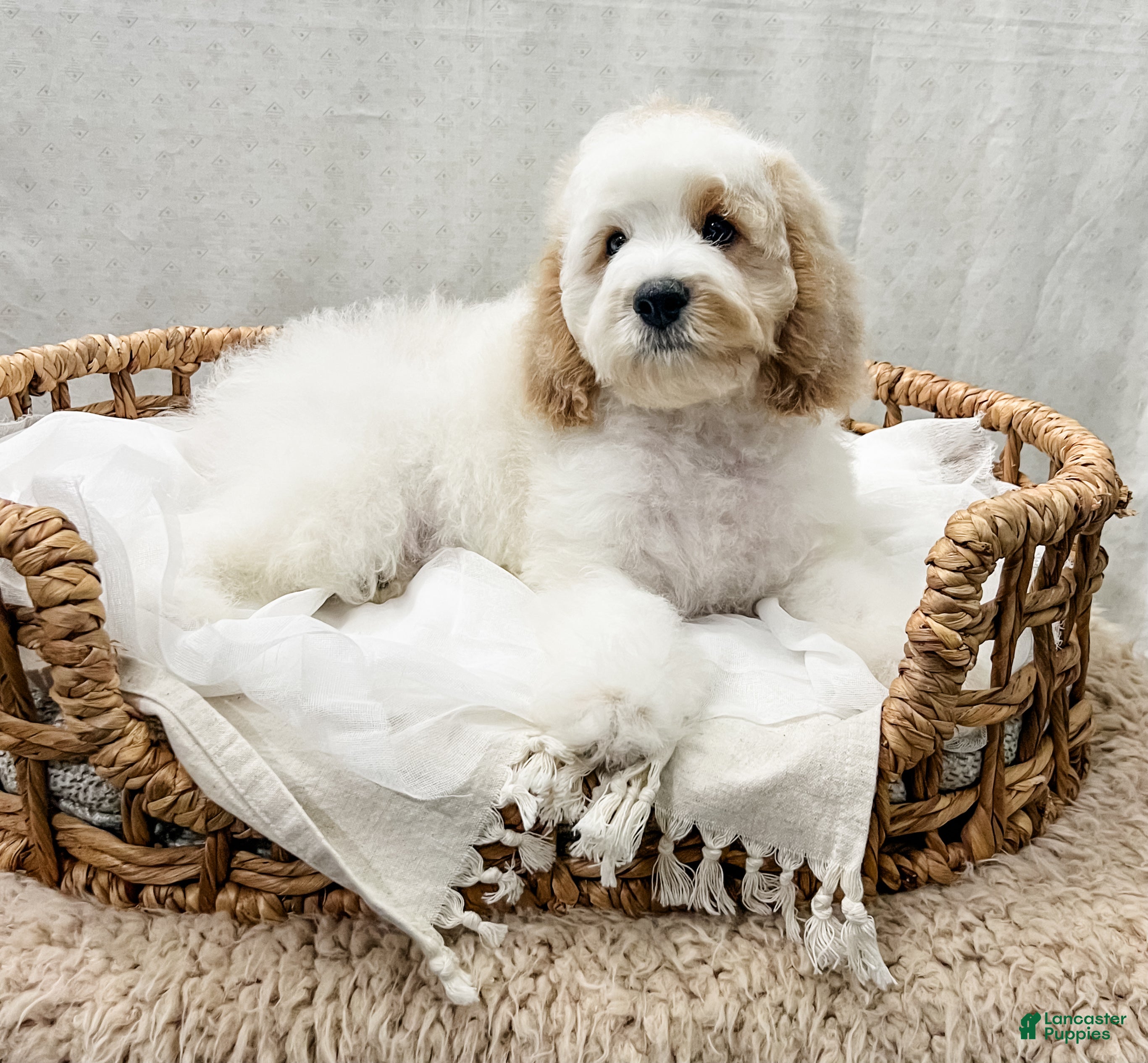 Cavapoo dogs for sale: Santo - Ad 1