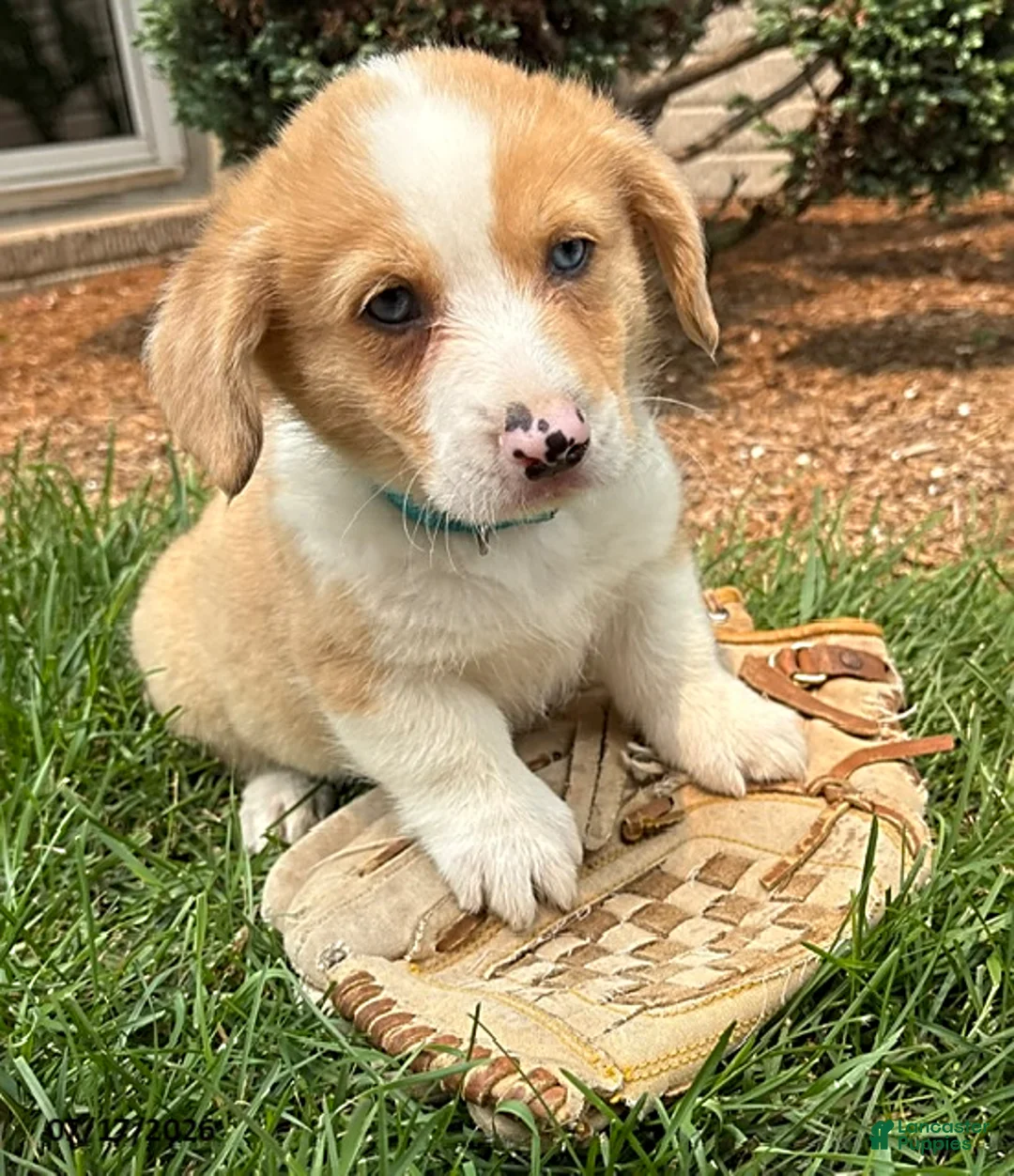 Welsh Corgi Pembroke dogs for sale: Gilbert blue eyes - Ad 2
