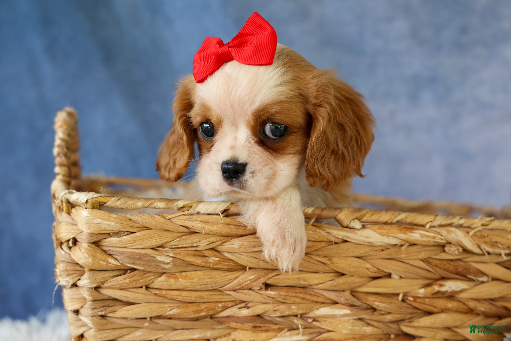 Cavalier King Charles Spaniel dogs  Nugget🐾 - Ad 1
